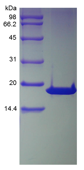 Recombinant Human Cyclin-Dependent Kinase Inhibitor 2A, Isoform 1-TAT ...